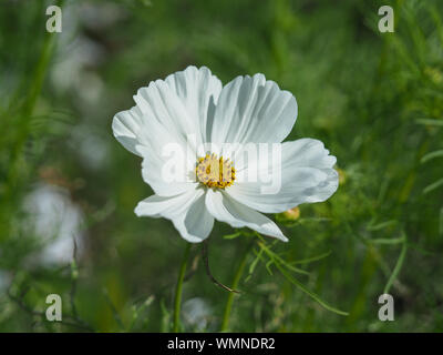 Primo piano di un bel bianco Cosmo fiore in un giardino Foto Stock