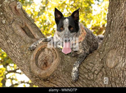 Bianco e nero macchiato il Texas Heeler in alto in un albero, acutamente guardare dritto verso il visualizzatore Foto Stock