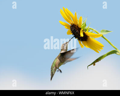 Bella Ruby-throated Hummingbird getting nettare da un girasole selvatico con cielo blu e alcune nuvole sullo sfondo Foto Stock