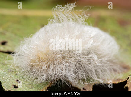 Megalopyge crispata, nero-sventolato Flannel Moth caterpillar che nasconde i suoi aculei velenosi sotto gli innocenti cerchi bianchi e soffici peli su una foglia di quercia Foto Stock