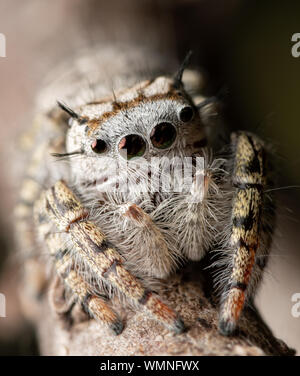 Primo piano di una bellissima femmina Phidippus mystaceus jumping spider Foto Stock