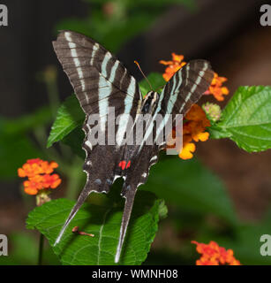 Vista dorsale di una bella Zebra a coda di rondine di alimentazione a farfalla su un fiore di Lantana Foto Stock