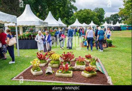 Visualizzazione delle piante carnivore al settembre 2019 Wisley Garden Flower Show al giardino RHS Wisley, Surrey, sud-est Inghilterra Foto Stock