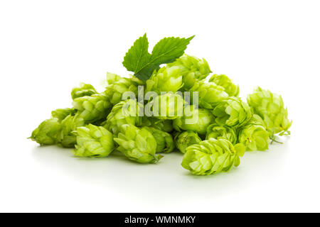 Comune di luppolo o Humulus lupulus mucchio di frutti maturi su sfondo bianco Foto Stock