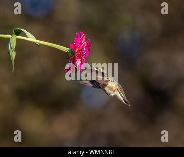 Ruby-throated hummingbird battenti, hovering e alimentazione su un zinnia fiore Foto Stock