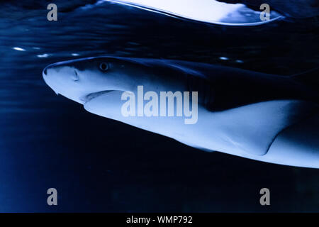 Grande squalo che pongono nel profondo blu dell'acqua. Foto Stock