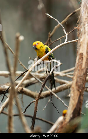 Un sole conure o sole Parakeet (Aratinga solstitialis), un pappagallo colorato nativo del Nord-Est del Sud America, che perching su un ramo di albero. Foto Stock