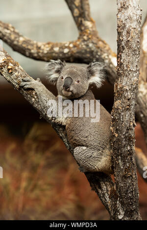 Un ritratto di un koala (Phascolarctos cinereus), un marsupiale erbivoro arboreo originario dell'Australia, seduto in un albero. Foto Stock
