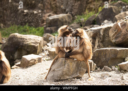 Due geladas che si curano l'un l'altro. La gelada (Theropithecus gelada), o scimmia sanguinante-cuore, è strettamente collegato con i baboons e nativo di Etiopia. Foto Stock