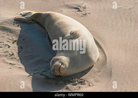 Un sorridente guarnizione di elefante mucca dormire e prendere il sole sulla spiaggia nei pressi di San Simeone in California con la sua pancia rivolta verso il sole Foto Stock