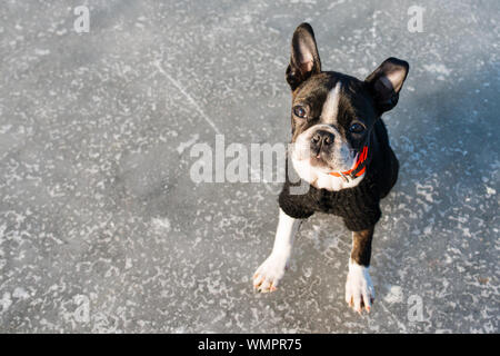 Boston Terrier cucciolo seduto in un paesaggio invernale che indossa un maglione nero Foto Stock