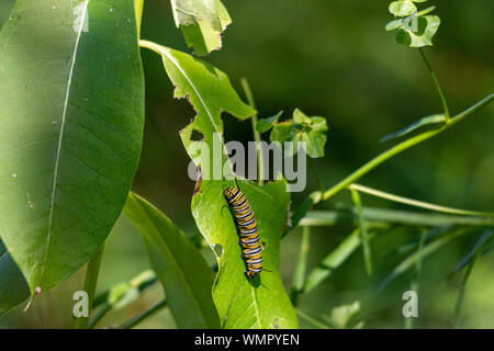 La Monarch Catterpillar su un impianto milkweed. I fogli sono stati consumati come il bruco si prepara a trasformare Foto Stock