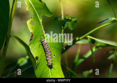 La Monarch Catterpillar su un impianto milkweed. I fogli sono stati consumati come il bruco si prepara a trasformare Foto Stock