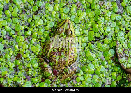 Rana verde / acqua comune / rana rana verde (Pelophylax kl. esculentus / Rana esculenta) in stagno coperto di lenticchie d'acqua Foto Stock