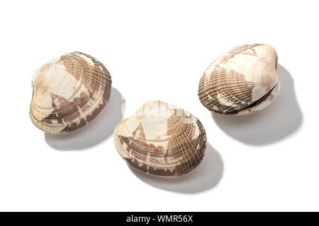 Vongole fresche isolati su sfondo bianco. Mollusco commestibile dalla Galizia, Spagna Foto Stock