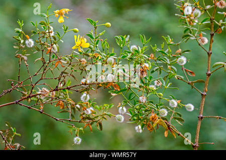 Il creosoto bush greasewood / / chaparral (Larrea Purshia) close-up di foglie e frutti / bianco capsule di semi, nativo di deserti nordamericani Foto Stock