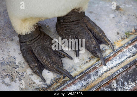 Pinguino reale piedi close up Foto Stock