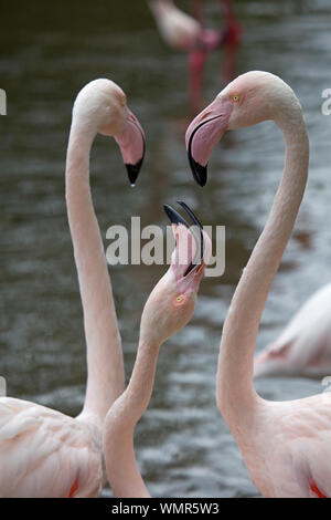 Maggiore fenicotteri Foto Stock