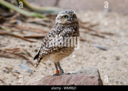 Scavando la civetta (Athene cunicularia) appollaiato sulla roccia, nativo di America del Nord e America del Sud Foto Stock