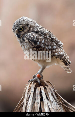 Scavando la civetta (Athene cunicularia) nativa per l'America del Nord e America del Sud Foto Stock