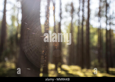 Una scintillante web nella foresta di sun. Spider e la sua web nella foresta al sole con alberi sullo sfondo Foto Stock