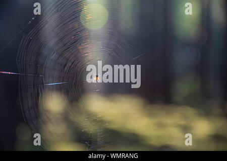 Una scintillante web nella foresta di sun. Spider e la sua web nella foresta al sole con alberi sullo sfondo Foto Stock