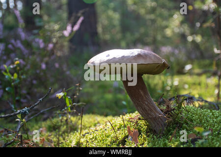 Asty commestibile fungo bello Boletus edulis, penny bun, porcini, porcino o porcini in un bellissimo paesaggio naturale tra il muschio e piccoli fiori Foto Stock