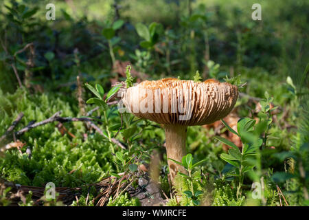 Vecchio fungo russula crescente tra il muschio Foto Stock