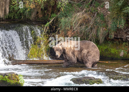 Il vecchio orso grizzly, soprannominato Otis, pesca nel fiume Brooks Foto Stock