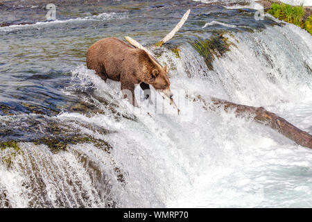 Orso grizzly cattura i pesci arroccato su una cascata su Katmai, Alaska Foto Stock