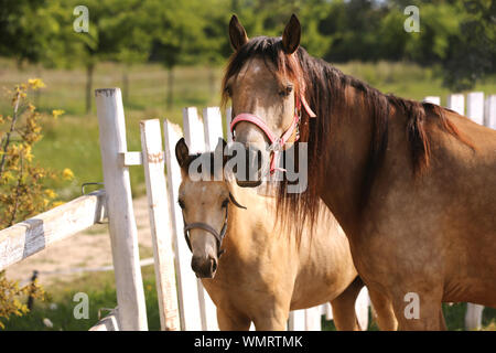 Il mare e il suo puledro godendo un sole estivo in ambito rurale fattoria degli animali Foto Stock