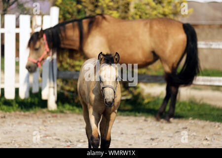 Il mare e il suo puledro godendo un sole estivo in ambito rurale fattoria degli animali Foto Stock