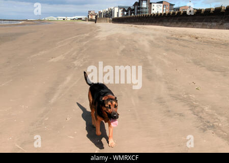 Cane di camminare sulla spiaggia, Ayr, Ayrshire, in Scozia, Regno Unito Foto Stock