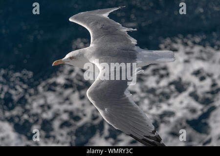 Seagull sorvolano sventolando mare Foto Stock