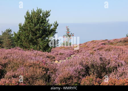 Penmaenmawr, il Galles del Nord. Regno Unito Foto Stock