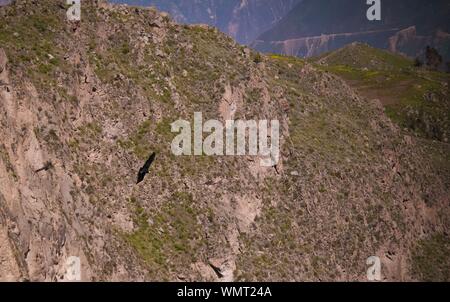 Condor sopra il Canyon del Colca a Condor Cross o Cruz del Condor viewpoint in Chivay, Perù Foto Stock