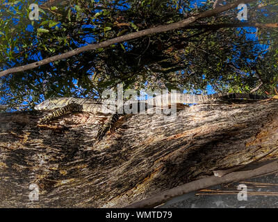 Un grande Goanna sale su un albero nell'outback australiano Foto Stock