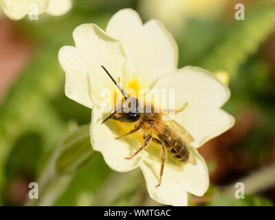 Cioccolato / Biancospino mining bee (Andrena scotica) prendere il sole su di un fiore di Primula (Primula vulgaris), giardino Wiltshire, Regno Unito, Aprile. Foto Stock