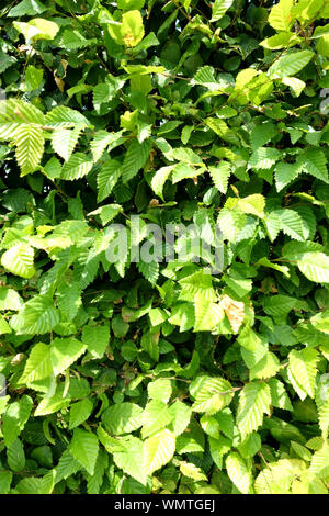 Sfondo verde costituita da una sezione di una siepe di faggio Foto Stock