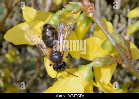 Cioccolato / Biancospino mining bee (Andrena scotica) prendere il sole su una boccola di forsitia, giardino Wiltshire, Regno Unito, Marzo. Foto Stock