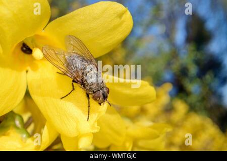 Cluster fly (Pollenia sp.) prendere il sole su una coltivazione fiore giardino Wiltshire, Regno Unito, Marzo. Foto Stock