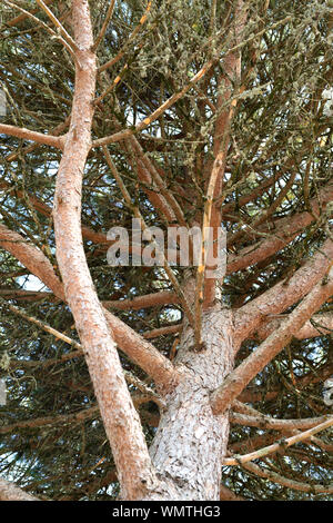 Guardando verso l'alto i rami di un albero di pino Foto Stock