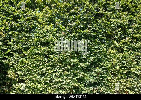 Sfondo verde costituito da un molto alto e verde siepe di faggio Foto Stock