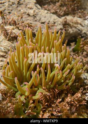 Snakelocks anemone (Anemonia sulcata) in un rock pool, Cornwall, Regno Unito, Marzo. Foto Stock