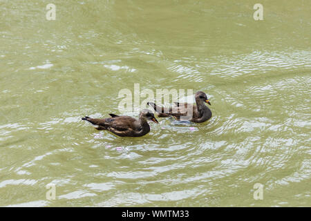 2 giovani capretti neonata gallinelle d'acqua Gallinula chloropus in marrone sub piumaggio degli adulti con becco opaco colori nuoto su un canale Foto Stock
