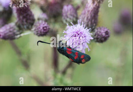 Giorno-flying moth 6-spot Burnett (Zygaena filipendulae) alimentazione su un thistle Foto Stock