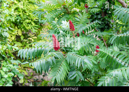 Un Staghorn sumac o velvet sumac ,Rhus typhina bush mostra i frutti rossi, alternativo, composto pinnately foglie, e rivestimento in velluto di nuove filiali Foto Stock
