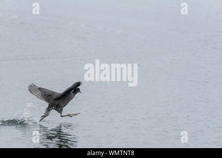 La folaga (fulica atra) in esecuzione su acqua Foto Stock