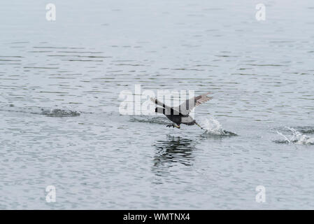 La folaga (fulica atra) in esecuzione su acqua Foto Stock