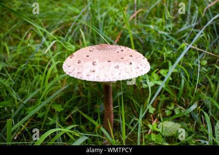 L'ombrellone fungo (Macrolepiota procera o Lepiota procera). Foto Stock